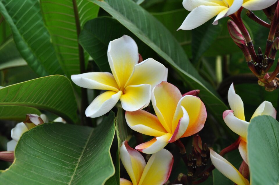 Flower leaf garden