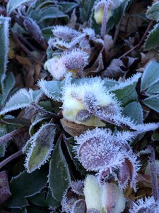 Plant sheet succulent photo