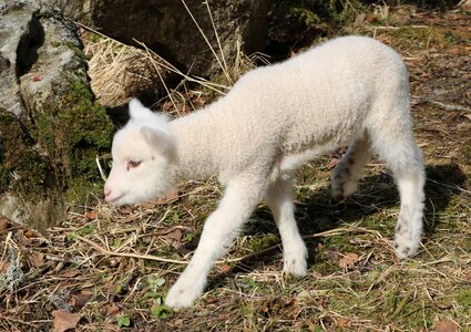 Cute nature lamb