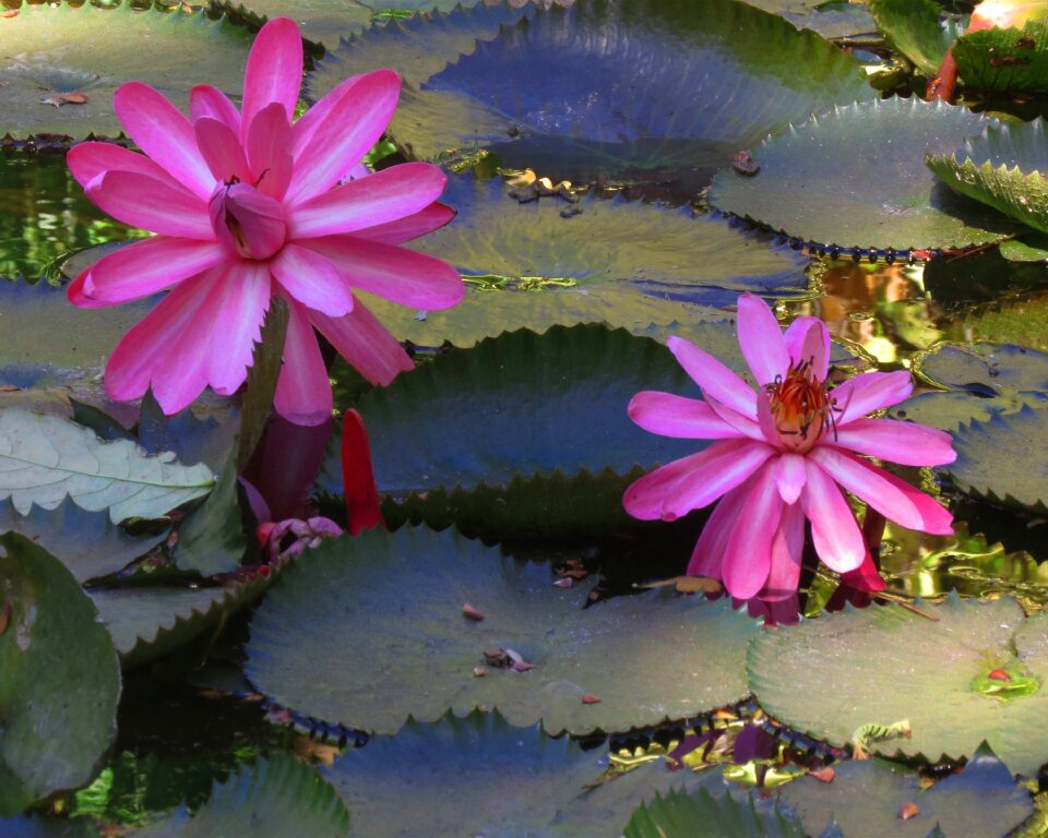 Plant nature garden