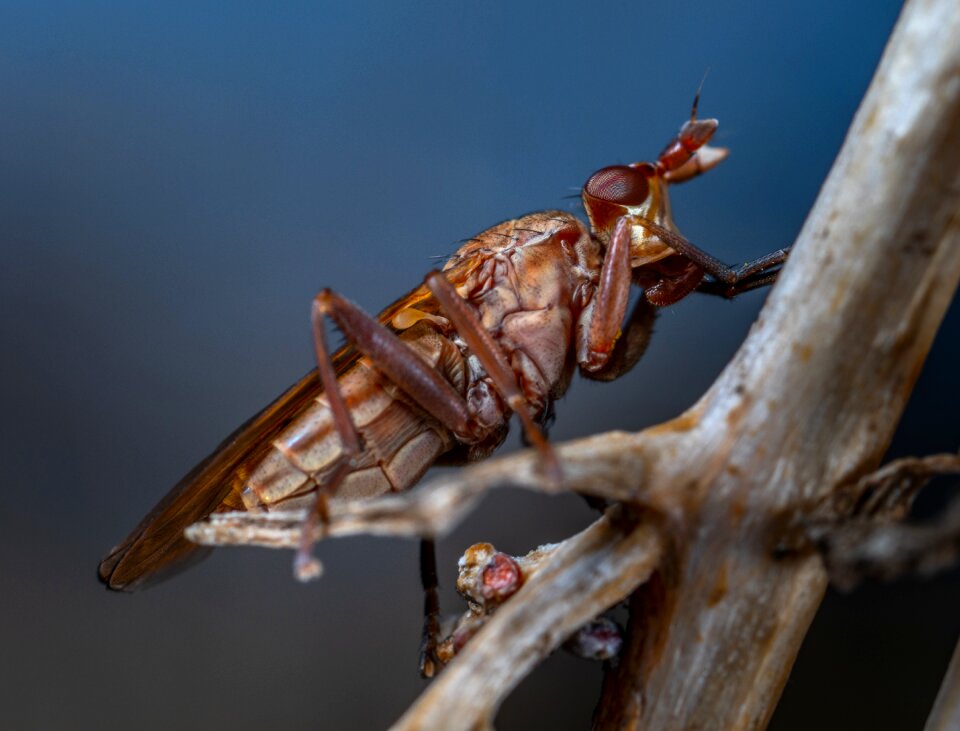 No one living nature fly