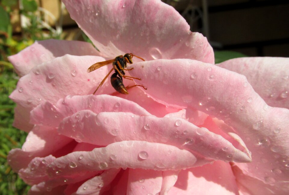 Pink flower garden