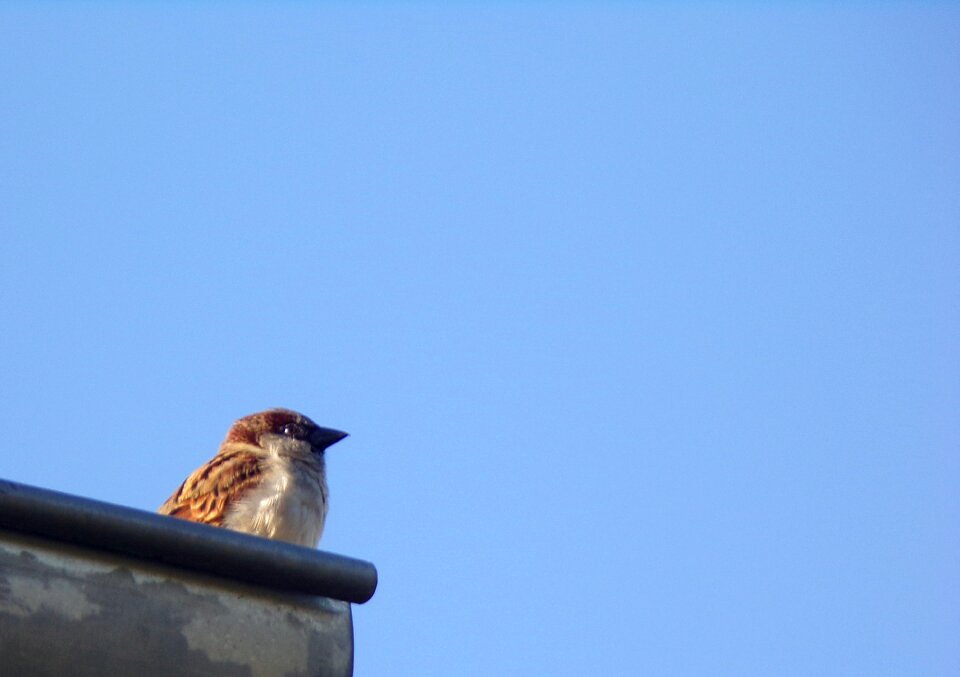 Outdoor blue sky sparrow