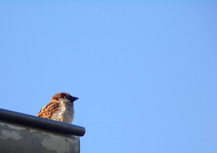 Outdoor blue sky sparrow