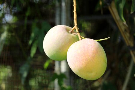 Organic mango juice garden