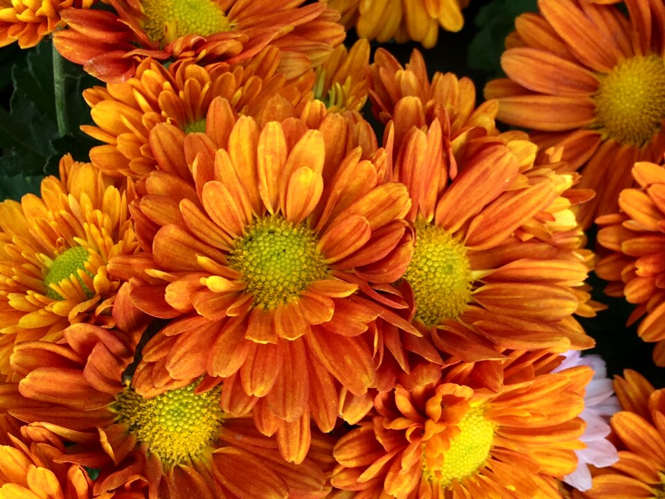 Orange petals orange flower