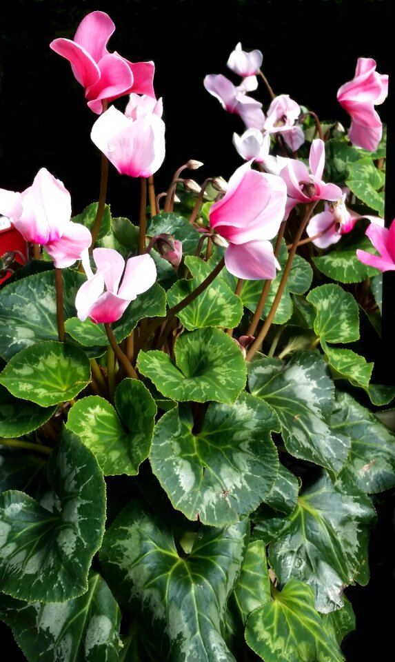 Pink flower garden