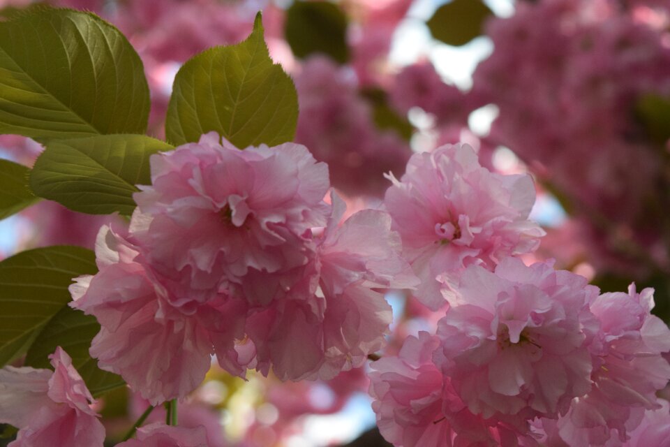 Garden branch cherry