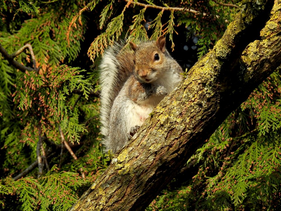 Wildlife looking