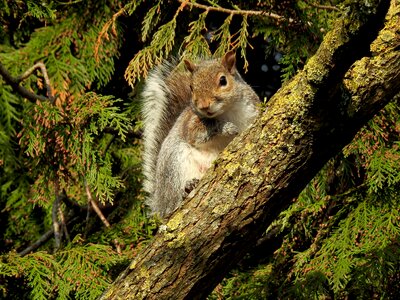 Wildlife looking