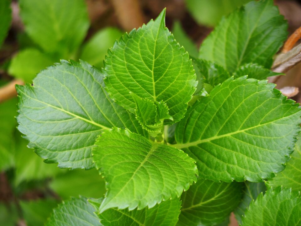 Leaf natural plant