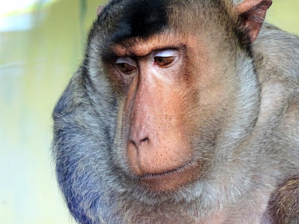 Portrait monkey animal world