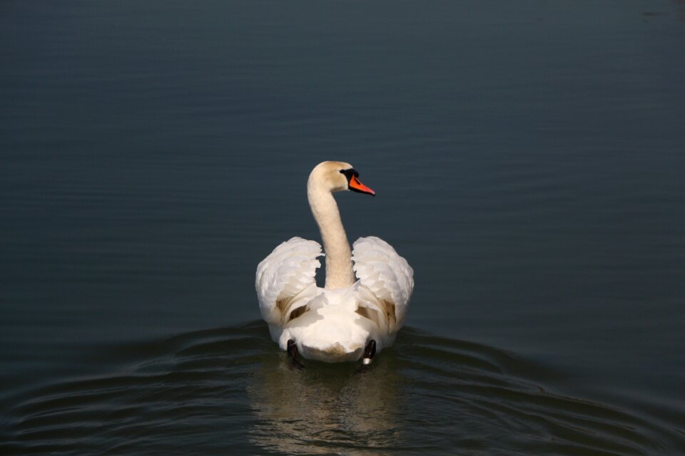Nature swan water bird