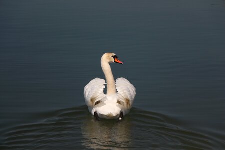 Nature swan water bird photo