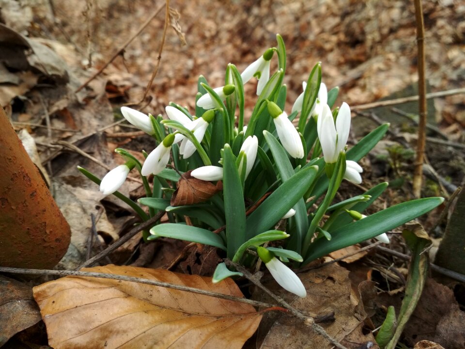 Snowdrop flower Free photos