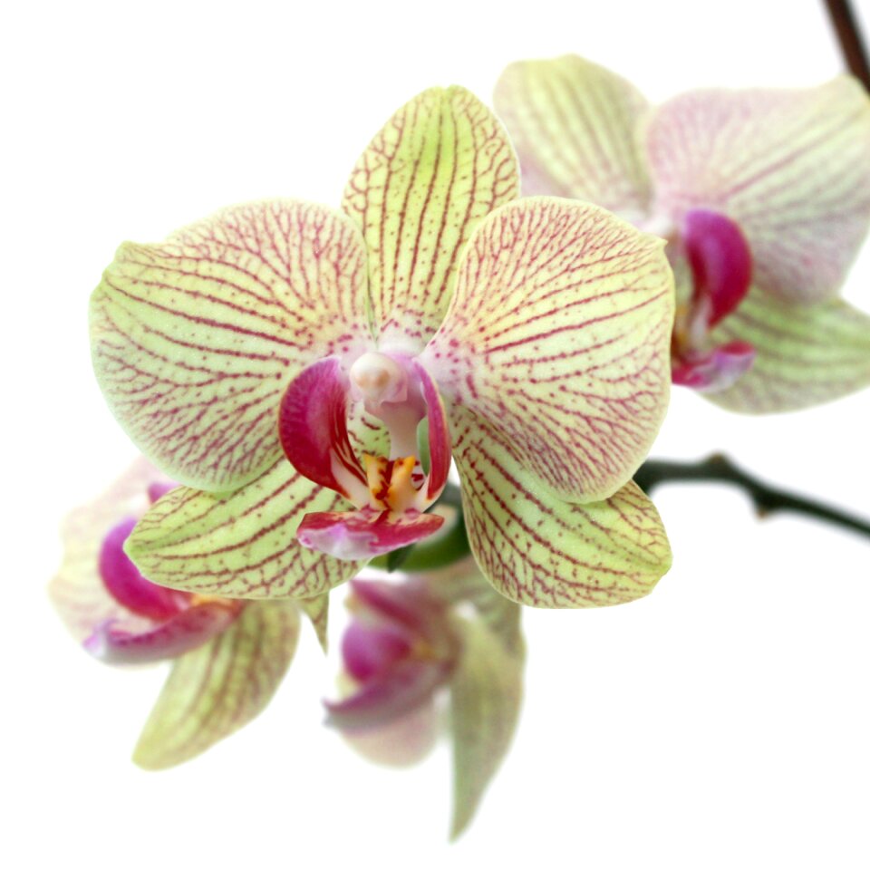 Flower plant botanical