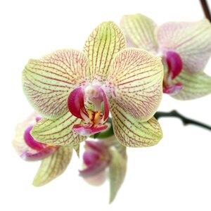 Flower plant botanical