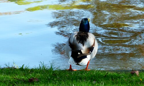 Mare animal duck photo