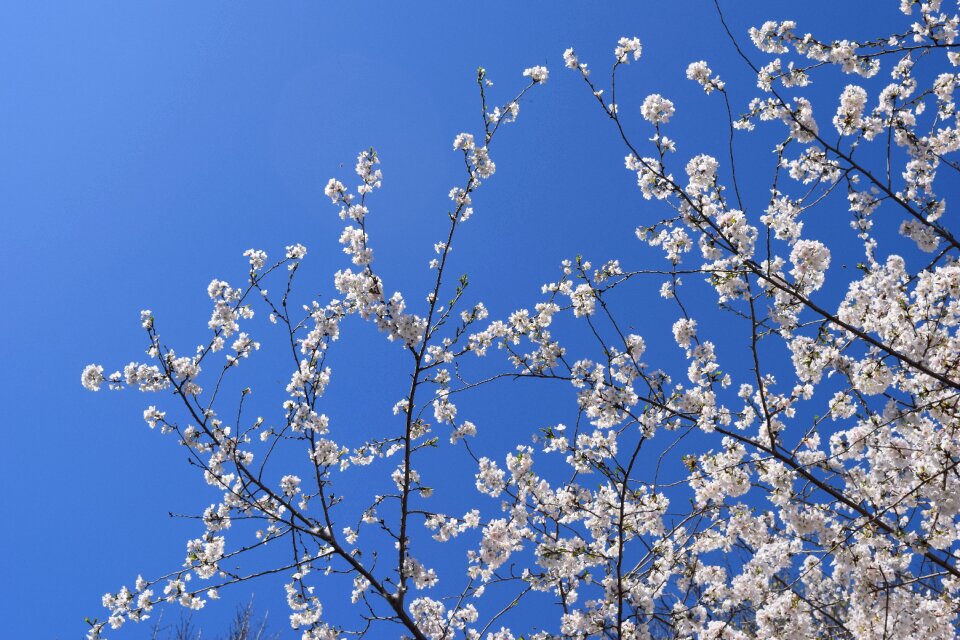 Flower season blooming