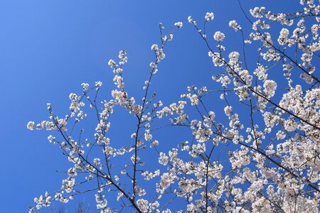 Flower season blooming