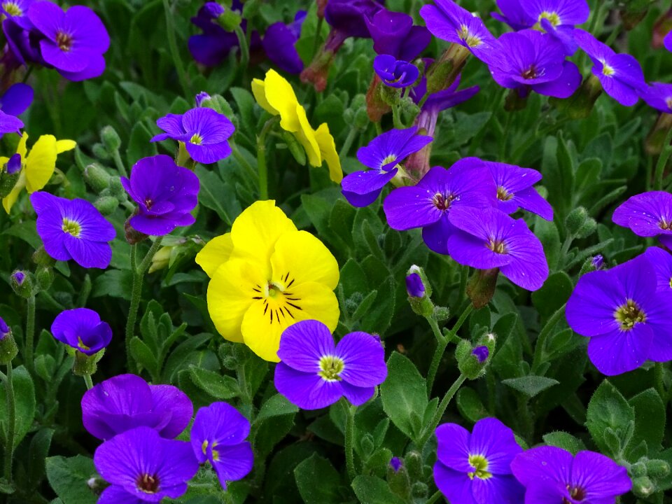 Upholstery perennial flower garden