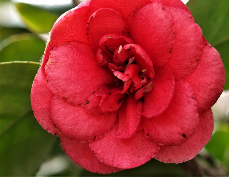 Petal nature floral