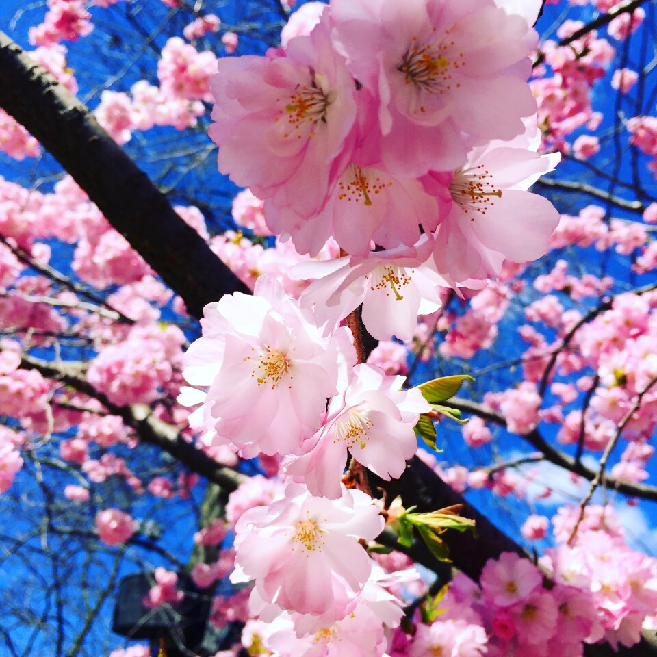 Flowers flourishing tree cherry blossoms