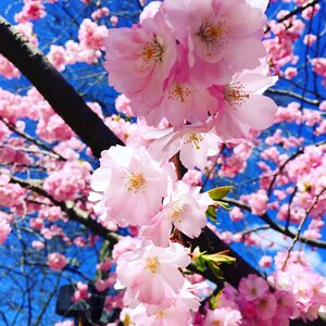 Flowers flourishing tree cherry blossoms