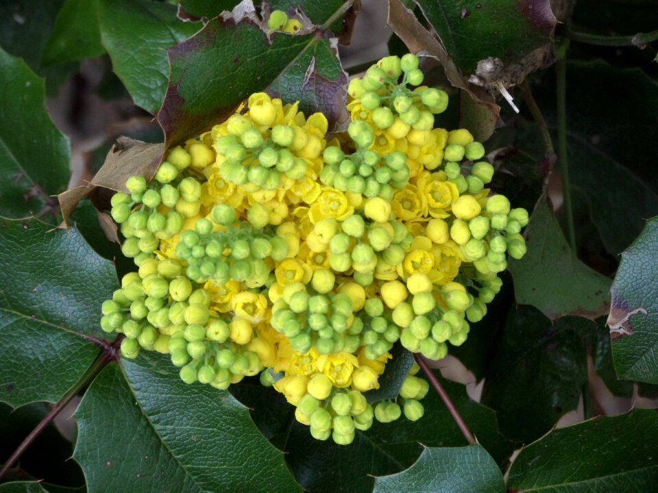 Fruit garden flowers