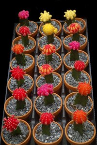 Botanical pink yellow