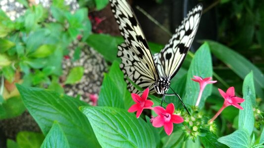 Flower summer butterfly