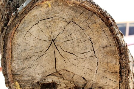 Bark chop wood live