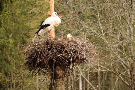 Tree stork storks