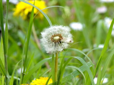 Dandelion prairie flower photo