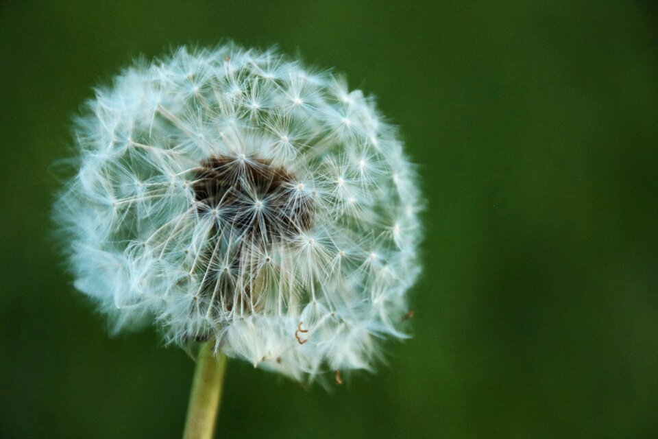 Flower nature delicate