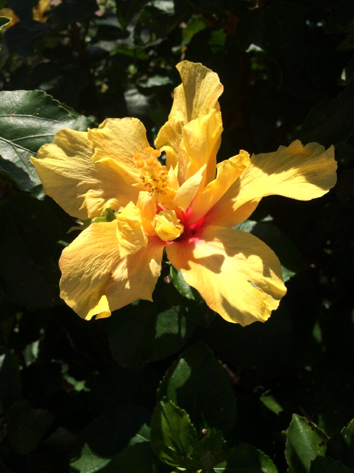 Leaf garden hibiscus