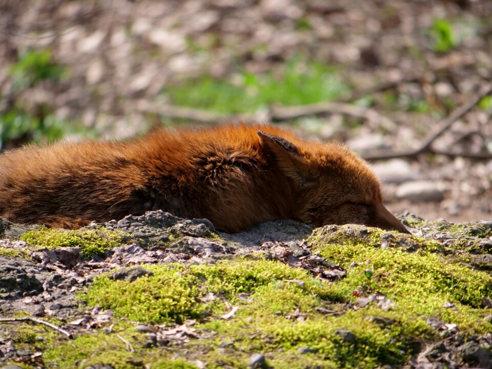 Forest animal forest brown moss