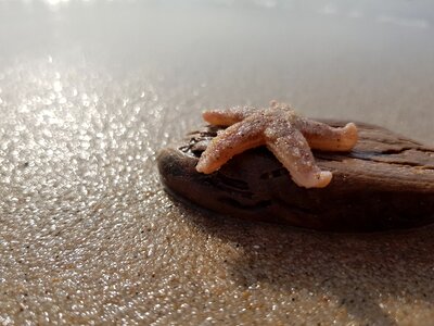 Sea coast sand