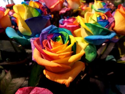 Colorful rose rainbow photo