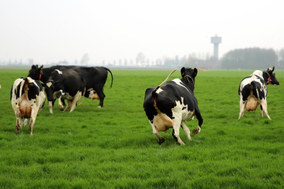 Animals cow spring