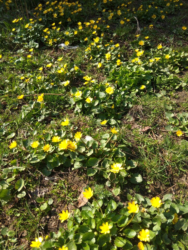 Plant nature sheet