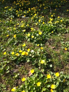 Plant nature sheet