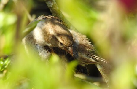 Animal small sparrow