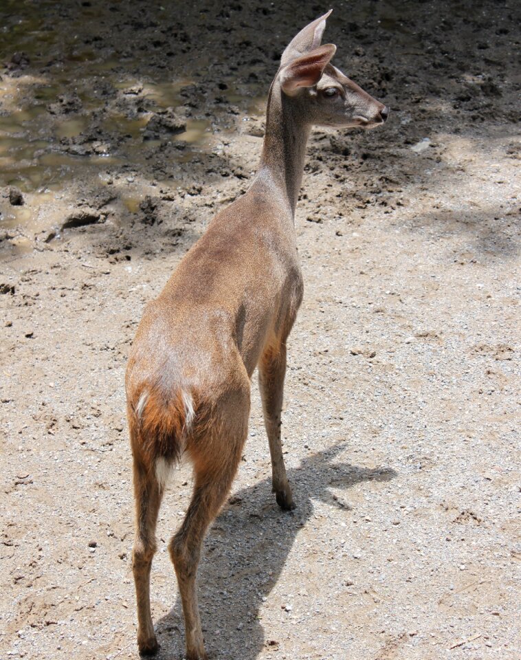 Animalia nature wild