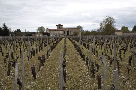 Vineyard creeper nature