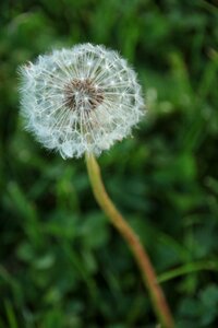 Flower summer outdoor