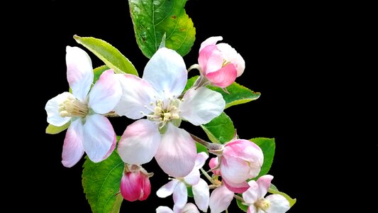 Garden blossom apple blossoms photo