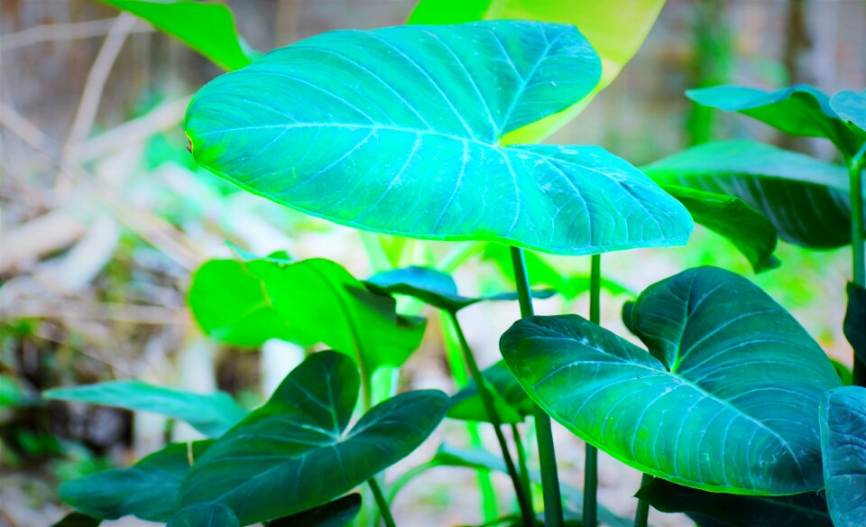Growth garden