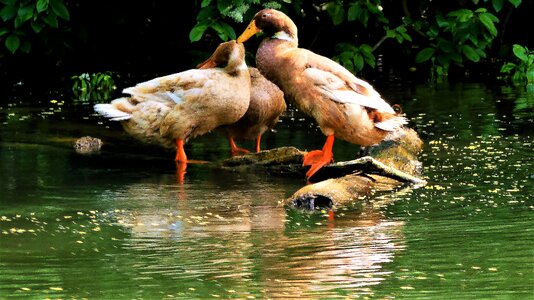 Body of water fauna goose