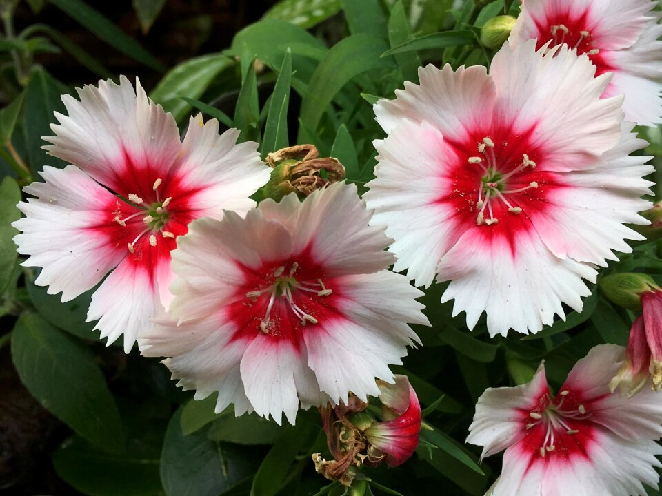 White flowers nature